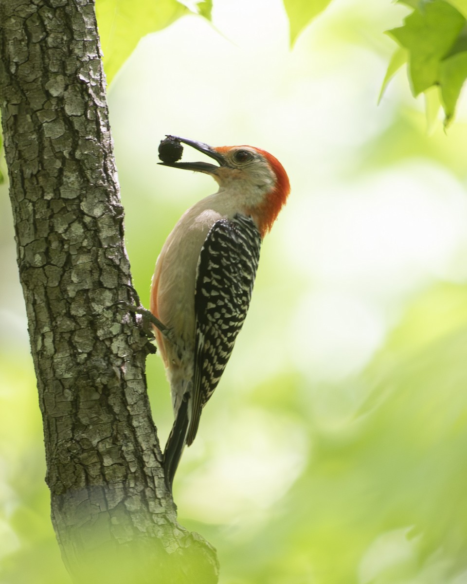 Red-bellied Woodpecker - ML569732681