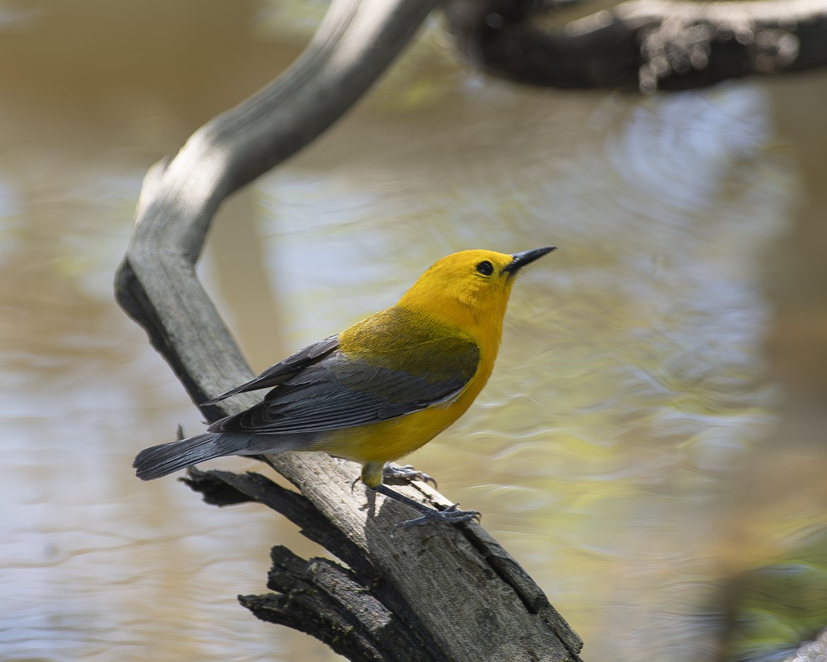 Prothonotary Warbler - ML569732961