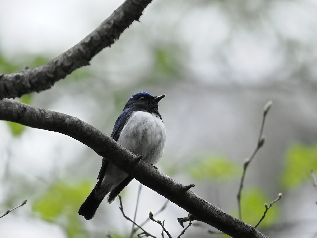 Blue-and-white Flycatcher - ML569734481