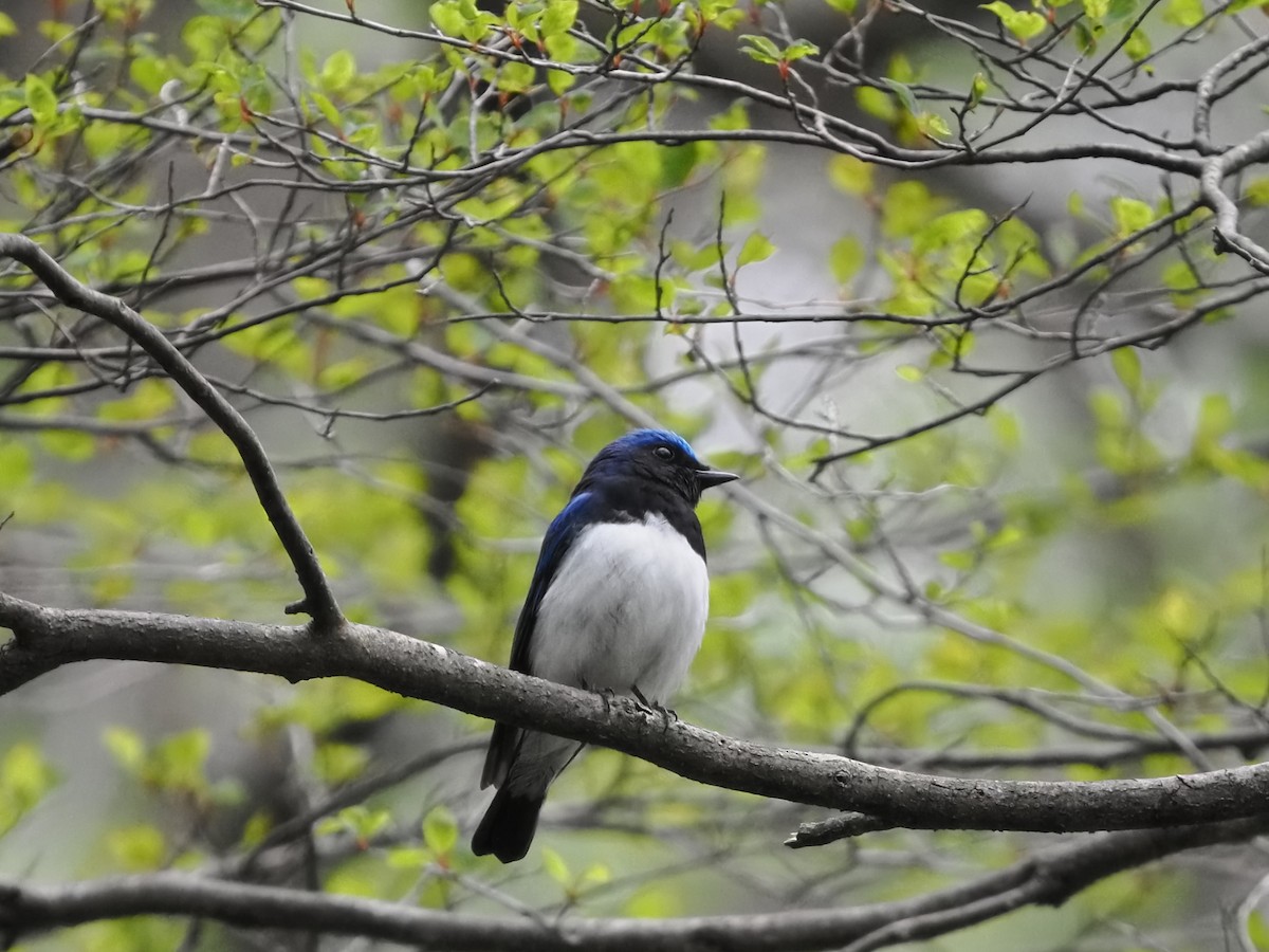 Blue-and-white Flycatcher - ML569734491