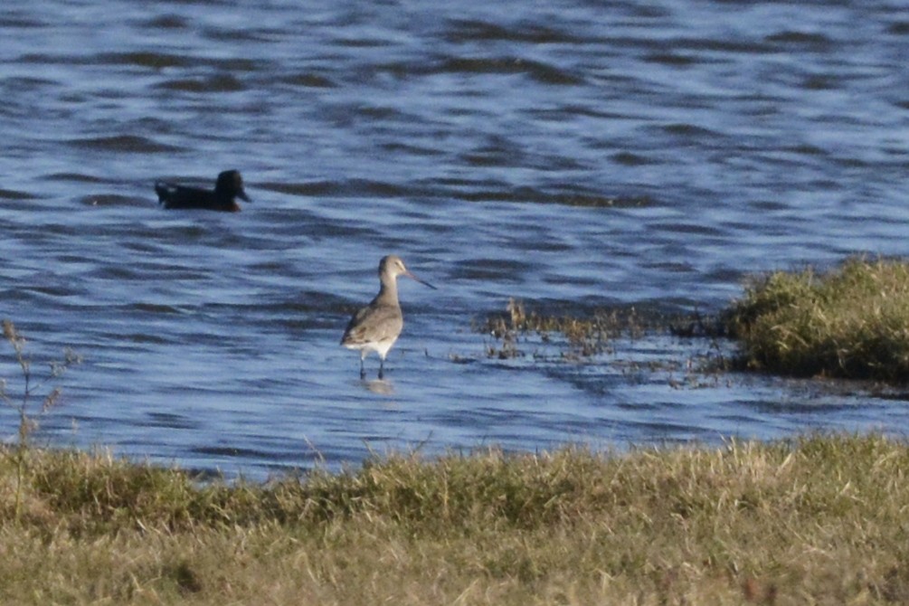 eBird Australia Checklist - 10 May 2023 - Boyters Lane, Jerseyville ...