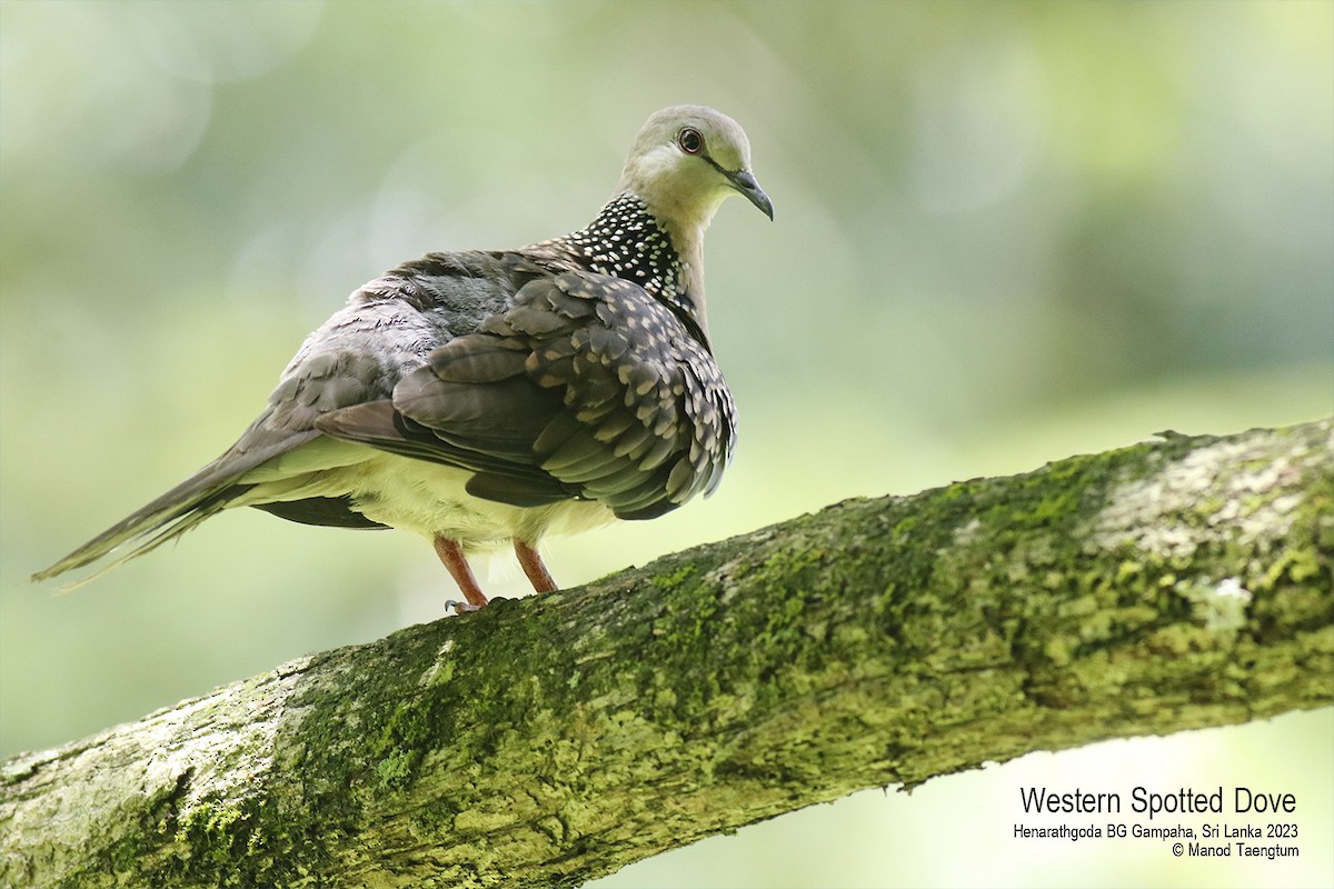 Spotted Dove (Western) - ML569742561