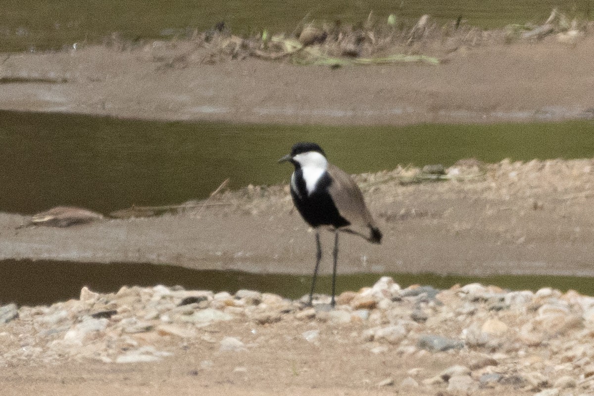 Spur-winged Lapwing - ML569744691