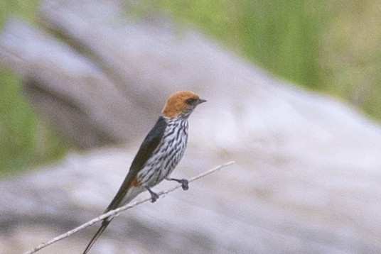 Lesser Striped Swallow - Usama Tabani