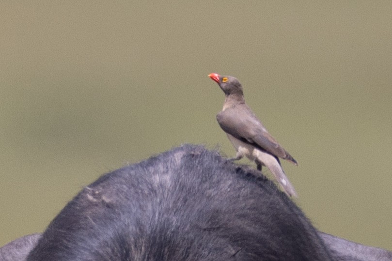 Red-billed Oxpecker - ML569745401