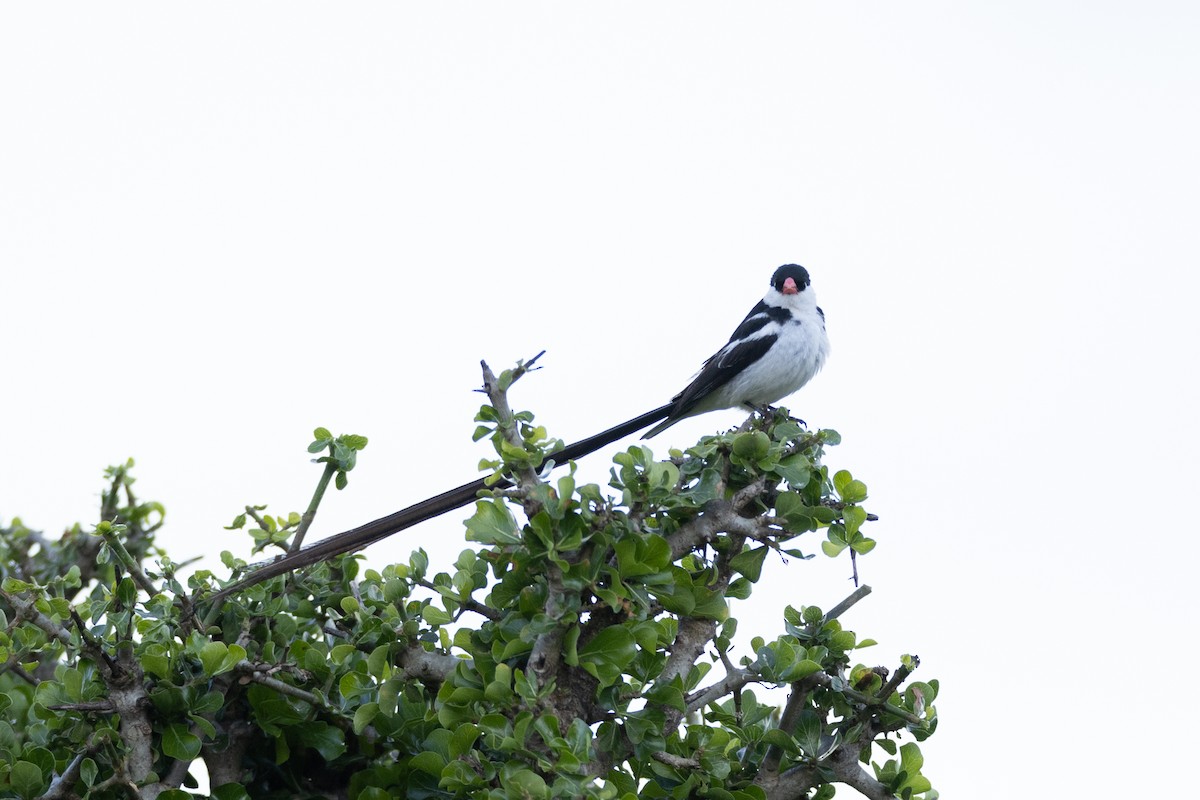 Pin-tailed Whydah - ML569745731