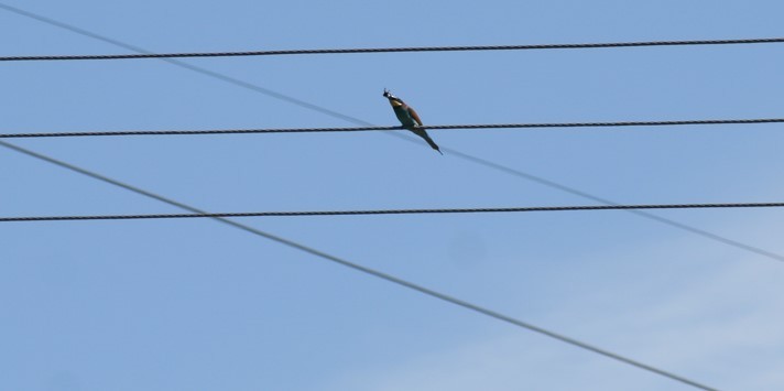 European Bee-eater - ML569749061