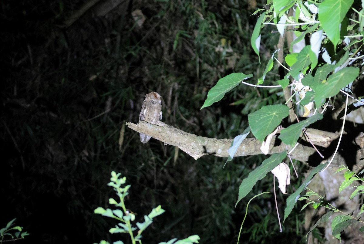 Philippine Scops-Owl - ML569749361