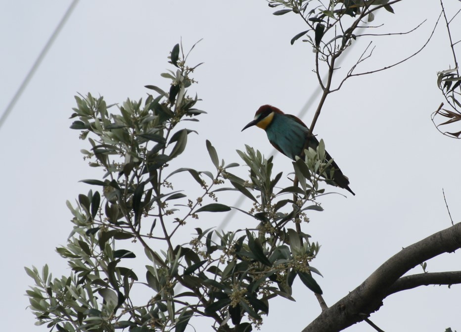European Bee-eater - ML569750001