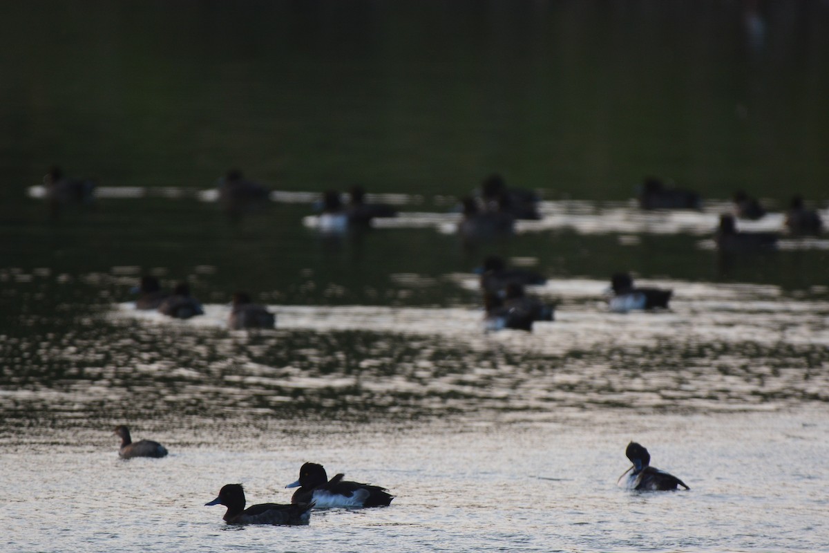 Tufted Duck - ML569754501