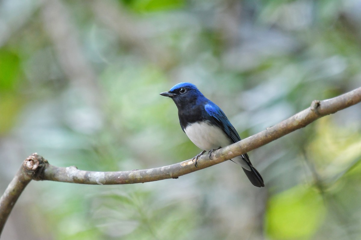 Blue-and-white/Zappey's Flycatcher - ML569757771