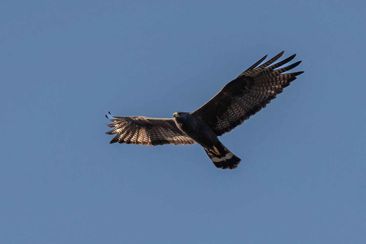 Zone-tailed Hawk - Marlo Hill