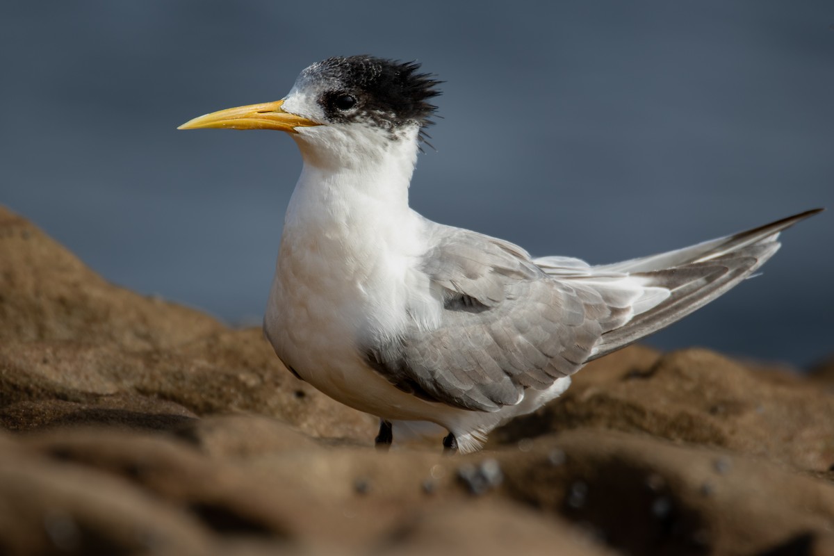 Great Crested Tern - ML569759941