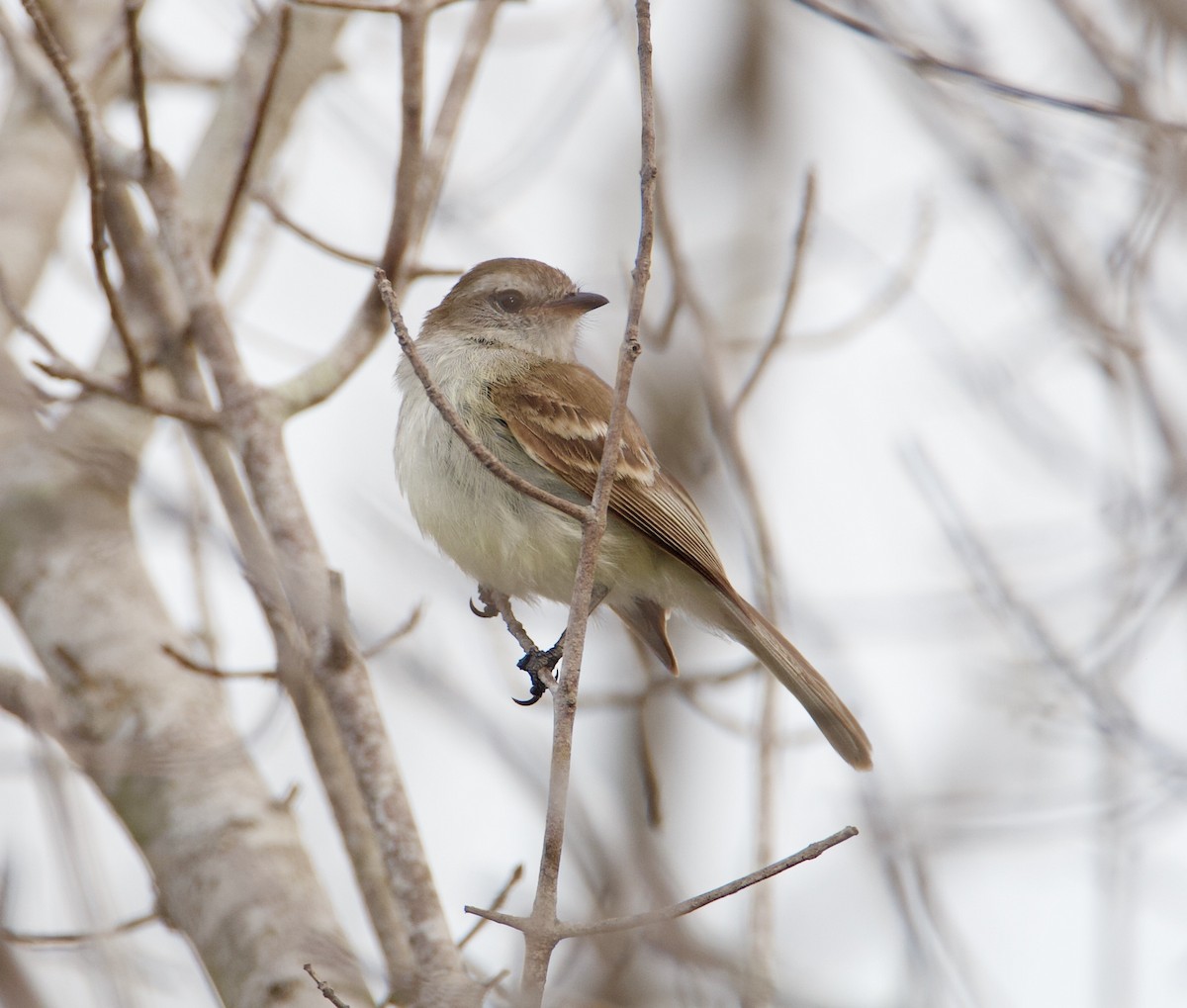 Northern Mouse-colored Tyrannulet - ML569761961