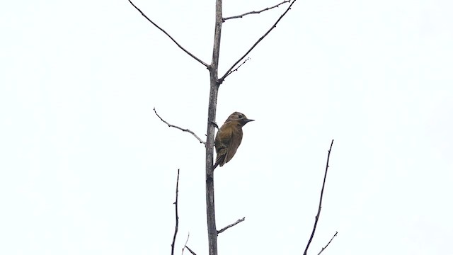 Smoky-brown Woodpecker - ML569762461