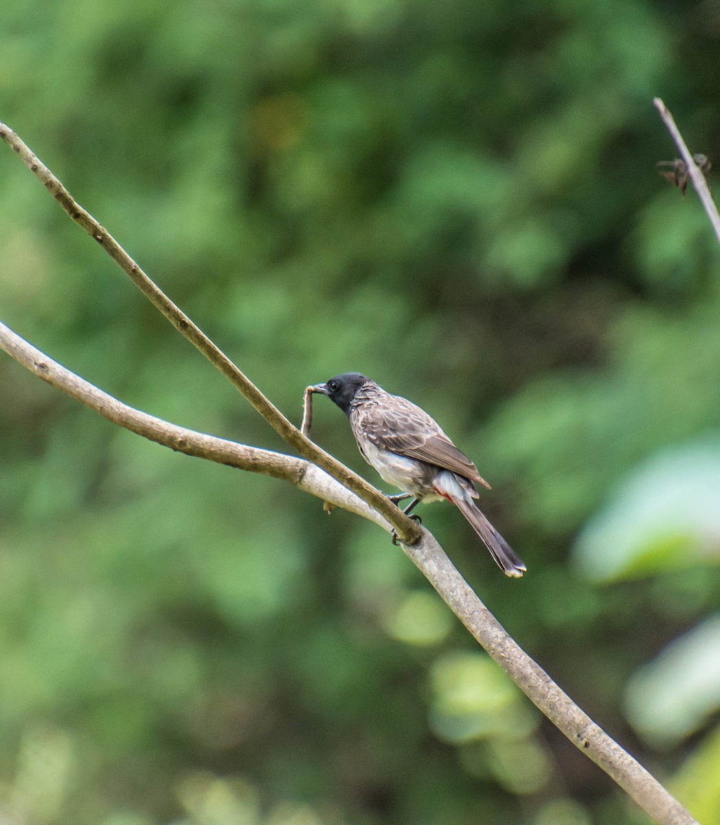 Red-vented Bulbul - ML569765511