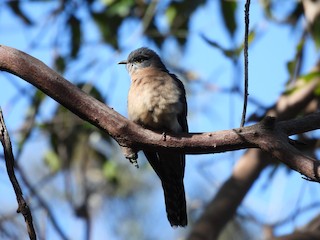 Fan-tailed Cuckoo, ML569765831
