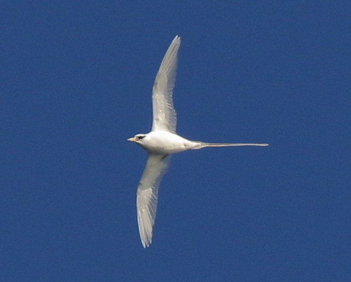 White-tailed Tropicbird - ML56976611