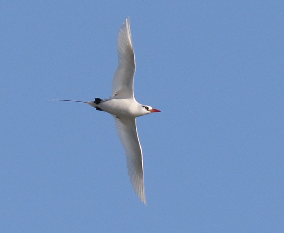Red-tailed Tropicbird - ML56976621