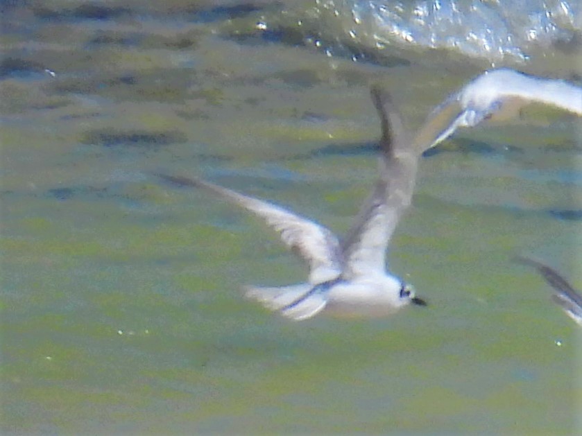 White-winged Tern - ML569766451
