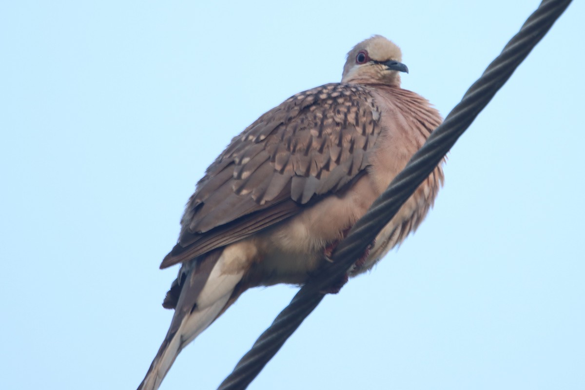 Spotted Dove - ML569771901