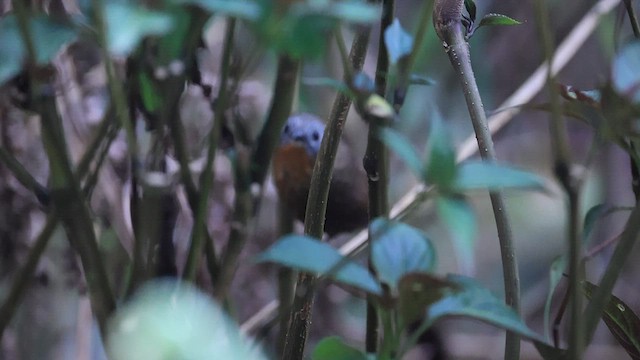 Rufous-throated Wren-Babbler - ML569772001