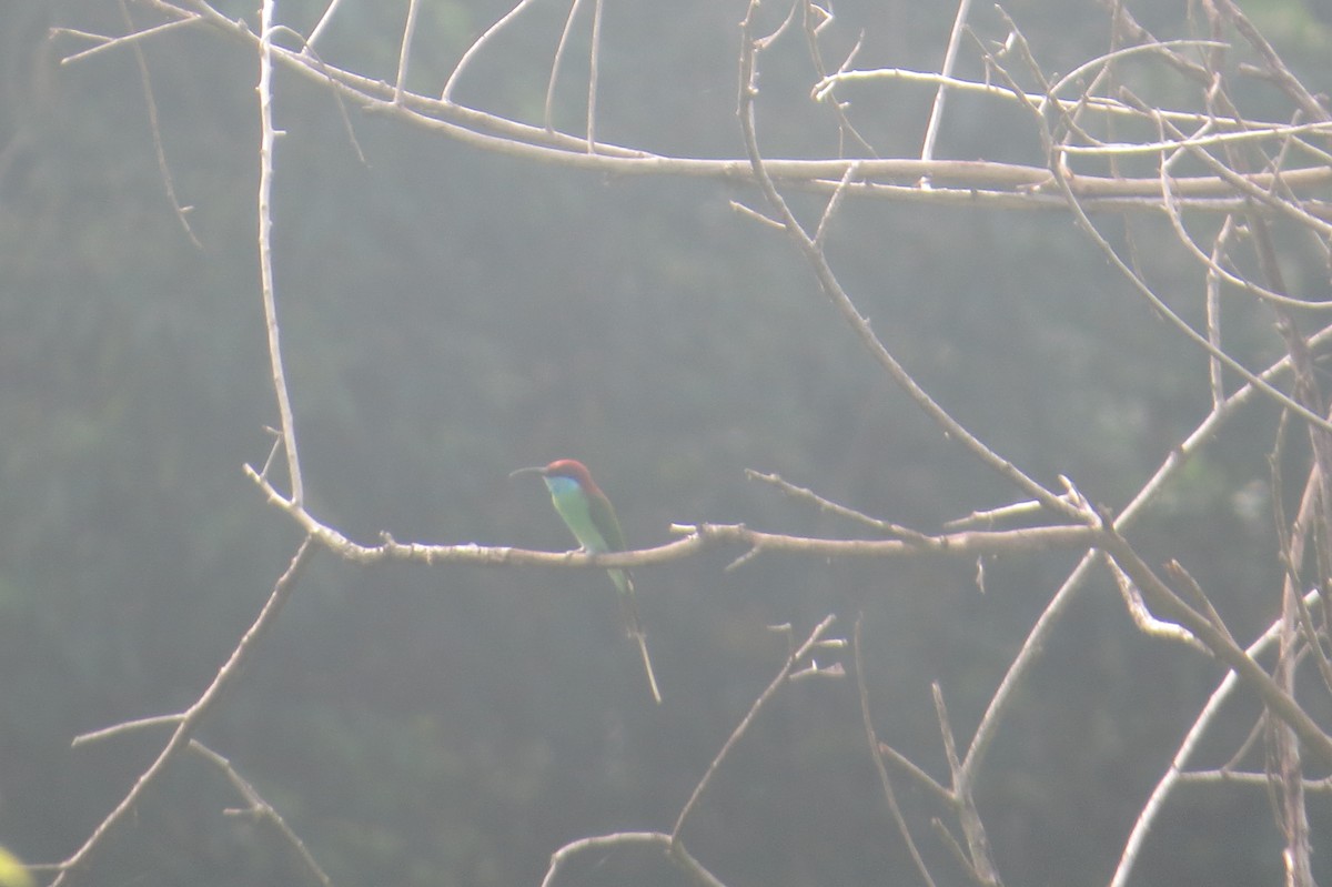 Blue-throated Bee-eater - ML569772141