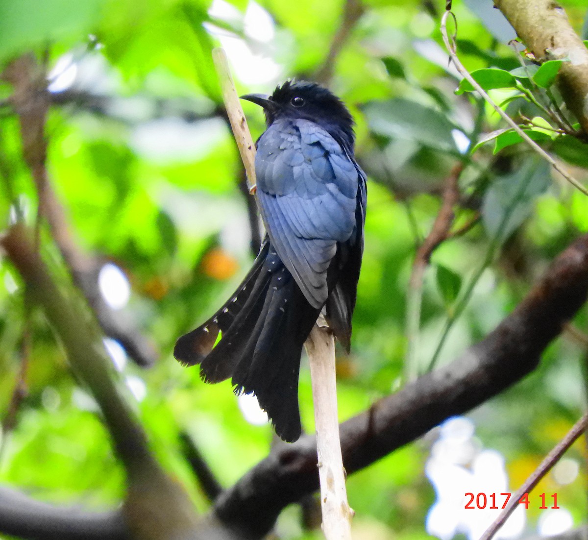 Square-tailed Drongo-Cuckoo - Maggie Chen