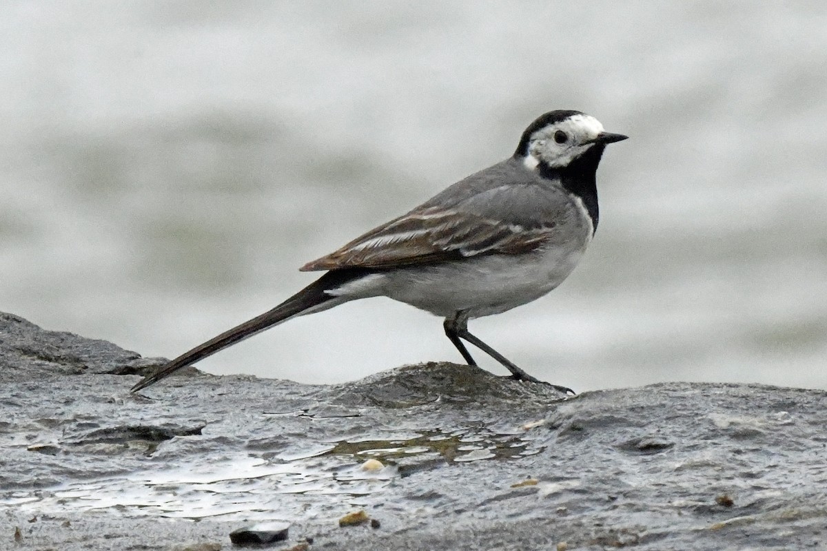 White Wagtail - Steven Haupt