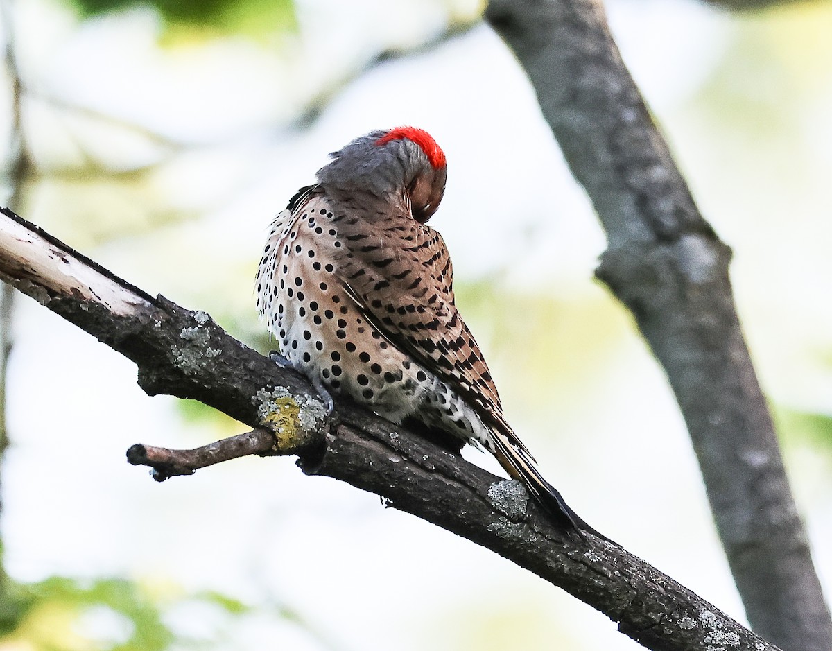 Northern Flicker (Yellow-shafted) - ML569778101
