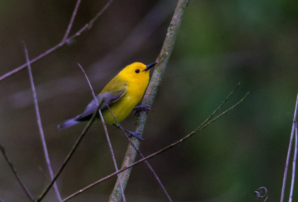 Prothonotary Warbler - ML569778131