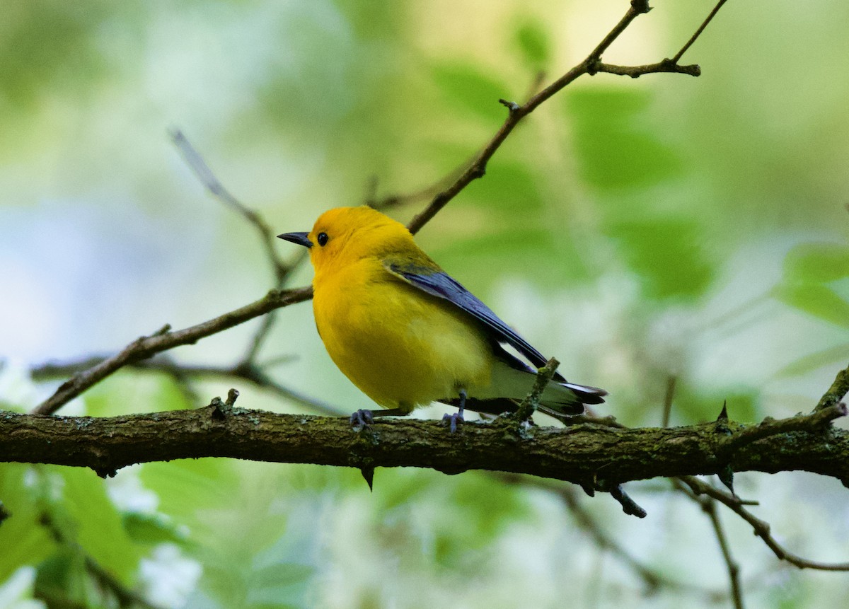 Prothonotary Warbler - ML569778141
