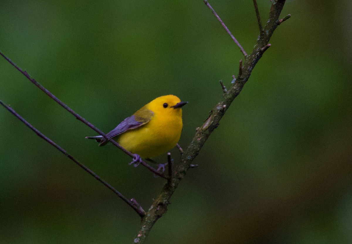 Prothonotary Warbler - ML569778151
