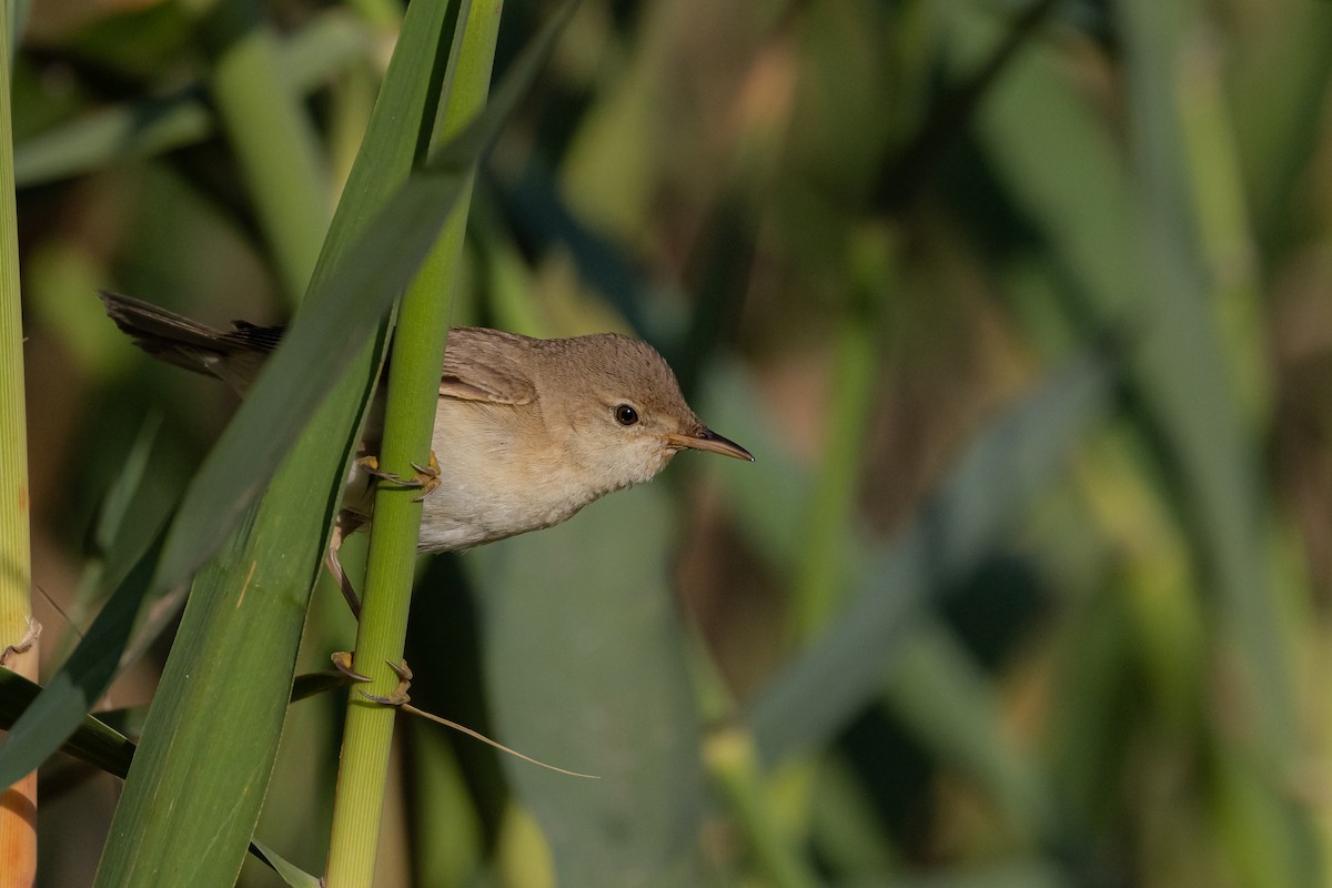 Common Reed Warbler - ML569778711
