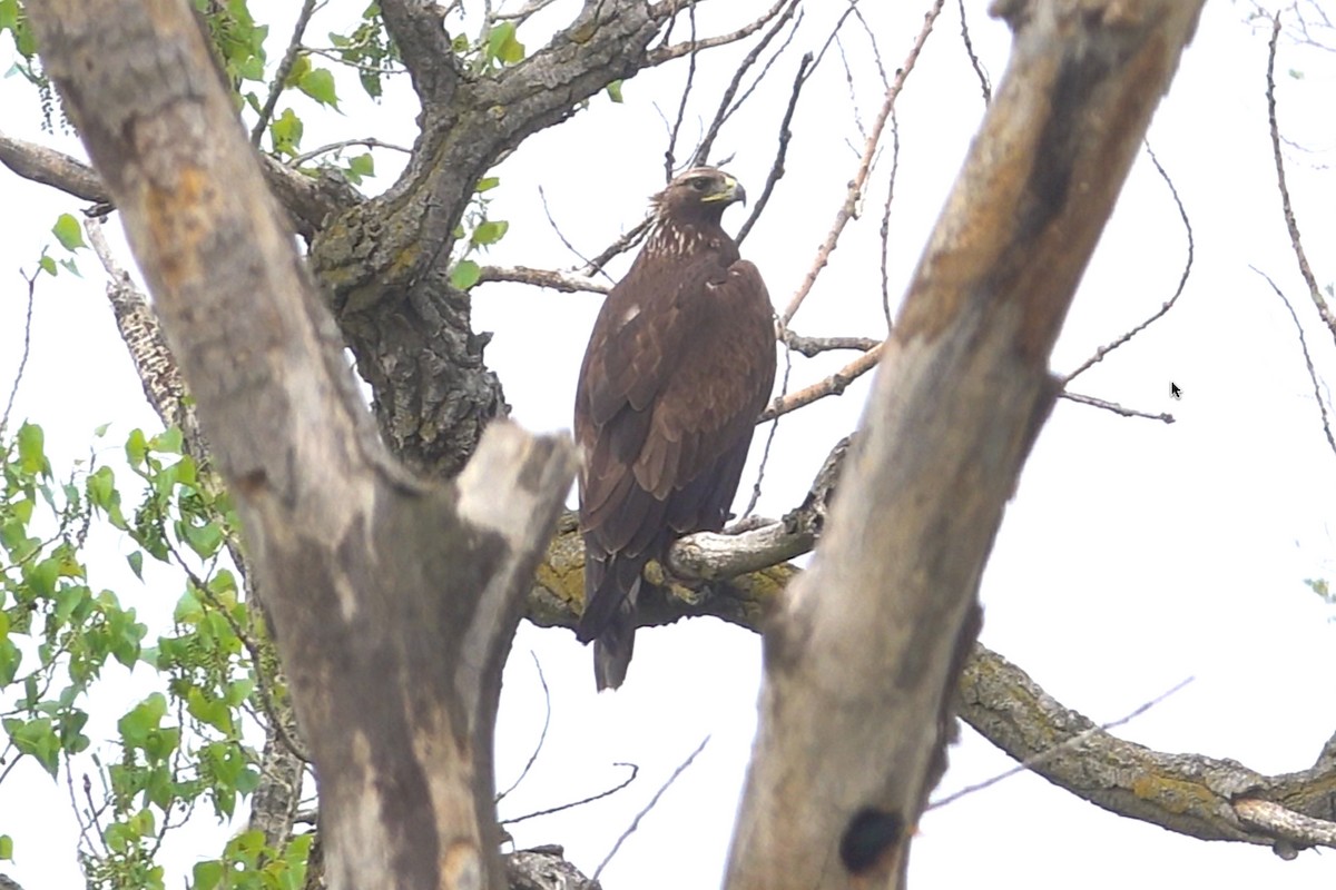 eBird Checklist 9 May 2023 Owego Wetland Complex 49 species (+1