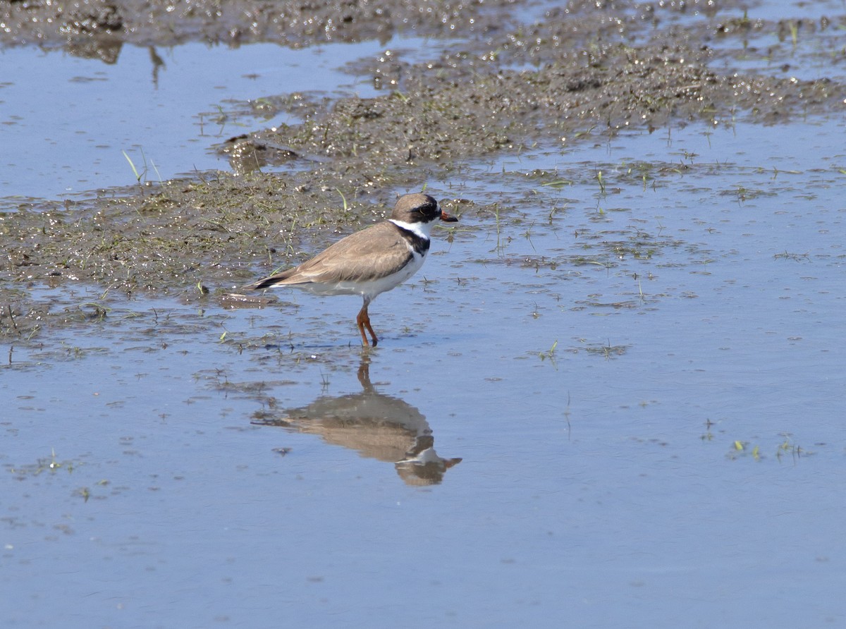 Semipalmated Plover - ML569779791
