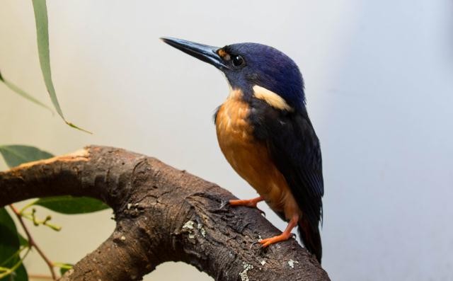 Azure Kingfisher - Birdline Australia