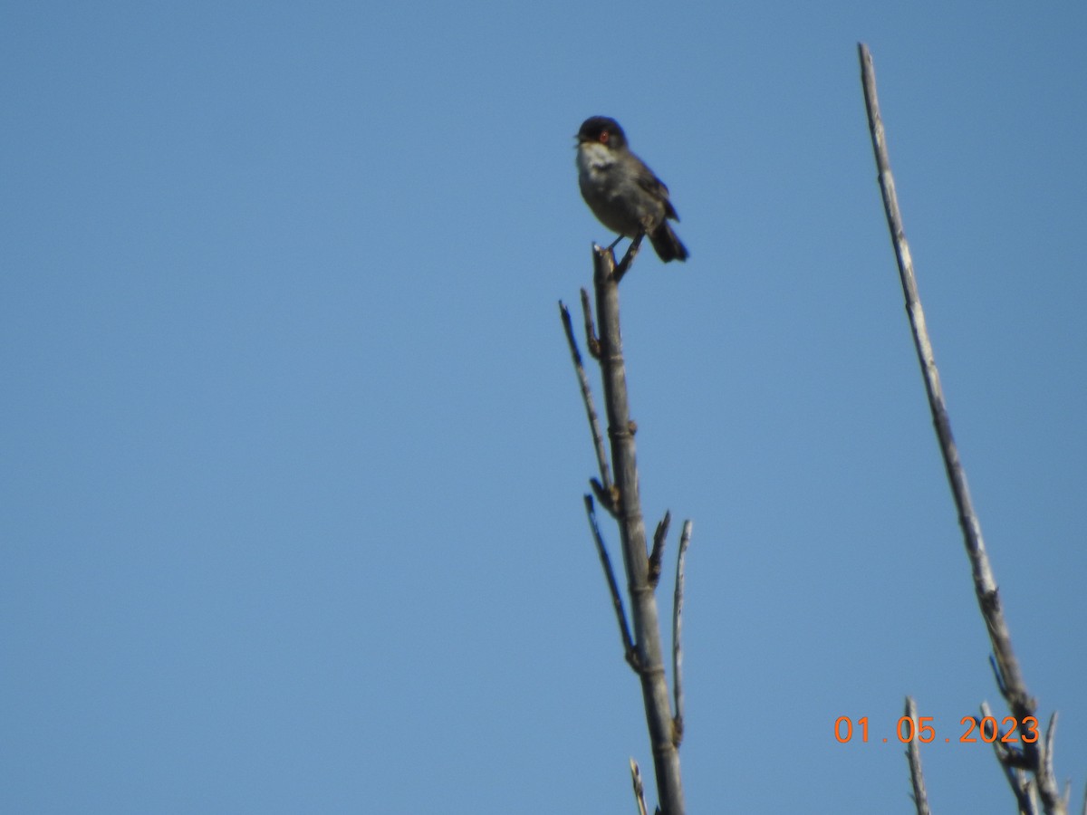 Sardinian Warbler - ML569783151