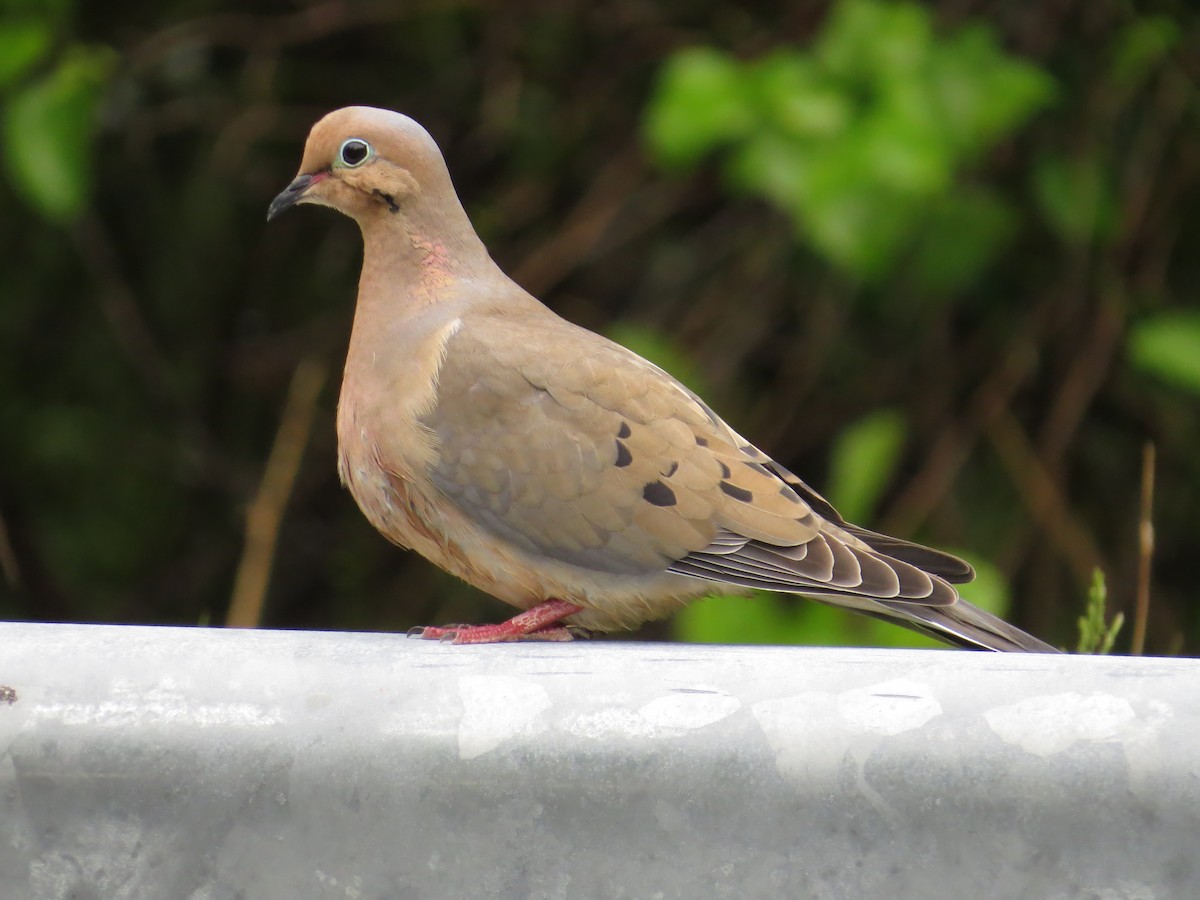 Mourning Dove - Tim Carney