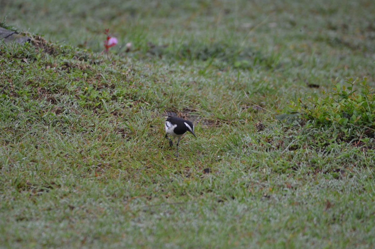 White-browed Wagtail - ML569786161