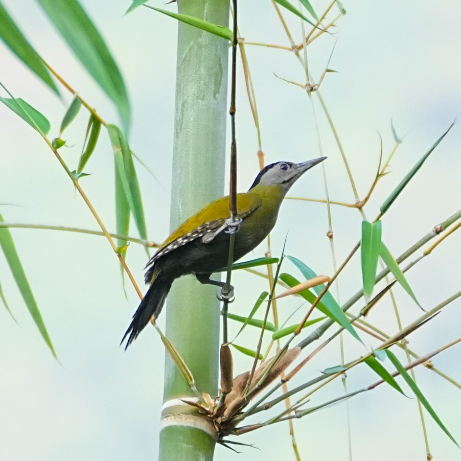 Gray-headed Woodpecker - ML569788361