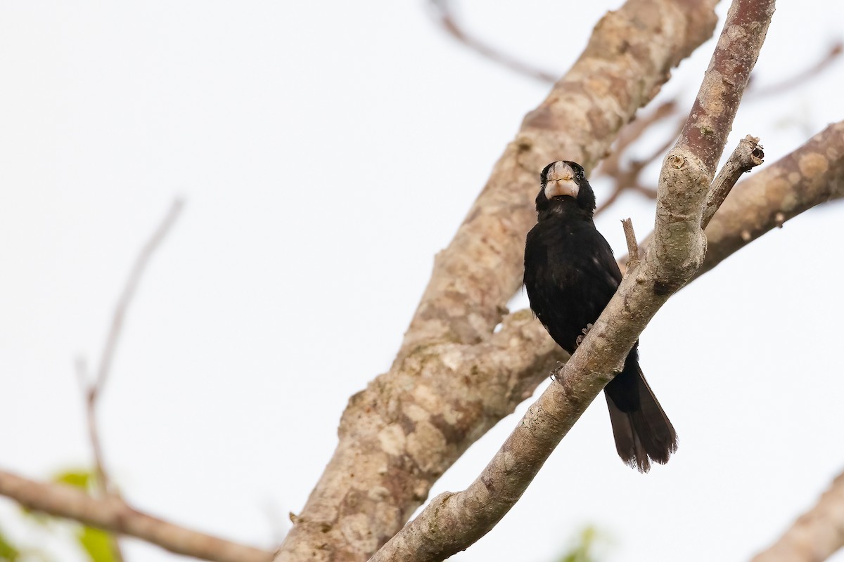 Great-billed Seed-Finch - Jhonathan Miranda - Wandering Venezuela Birding Expeditions