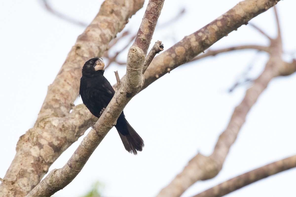 Great-billed Seed-Finch - Jhonathan Miranda - Wandering Venezuela Birding Expeditions