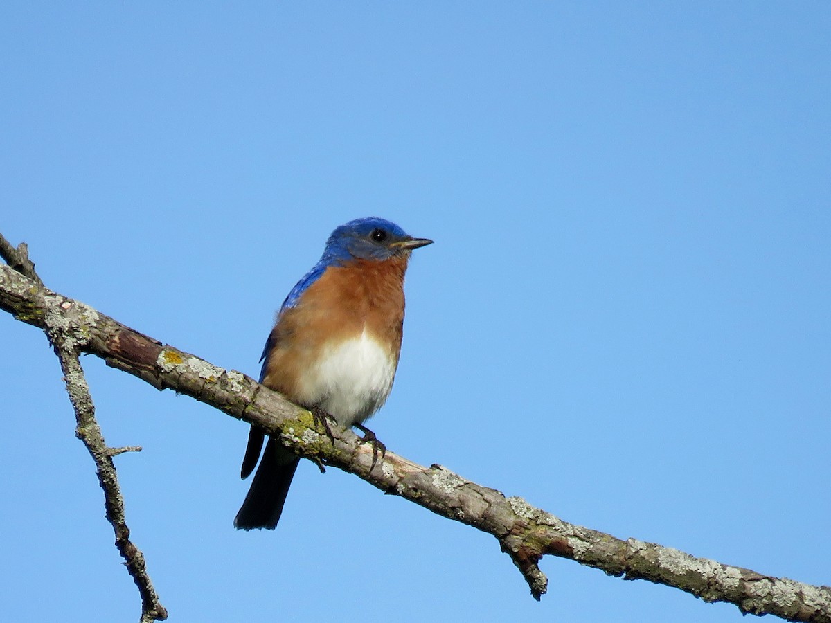 eBird Checklist 10 May 2023 Kettle Moraine SFOttawa Dog Trial