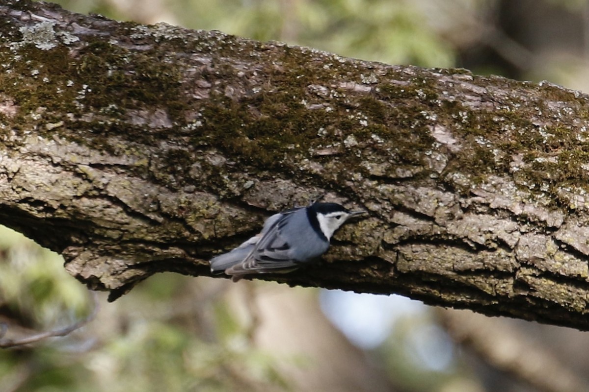 White-breasted Nuthatch - ML569804111