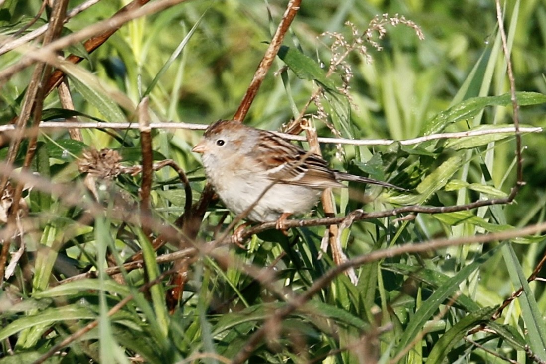 Field Sparrow - Jeffrey Boland