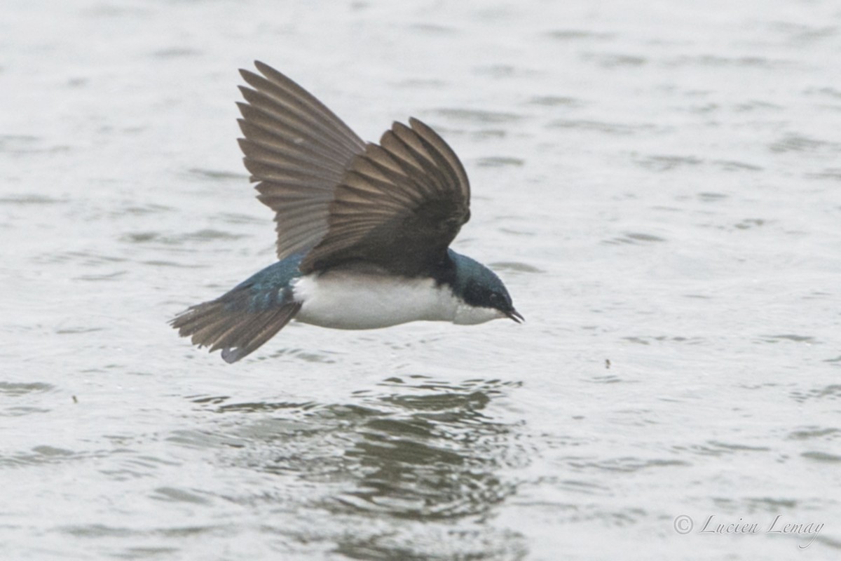 Tree Swallow - Lucien Lemay