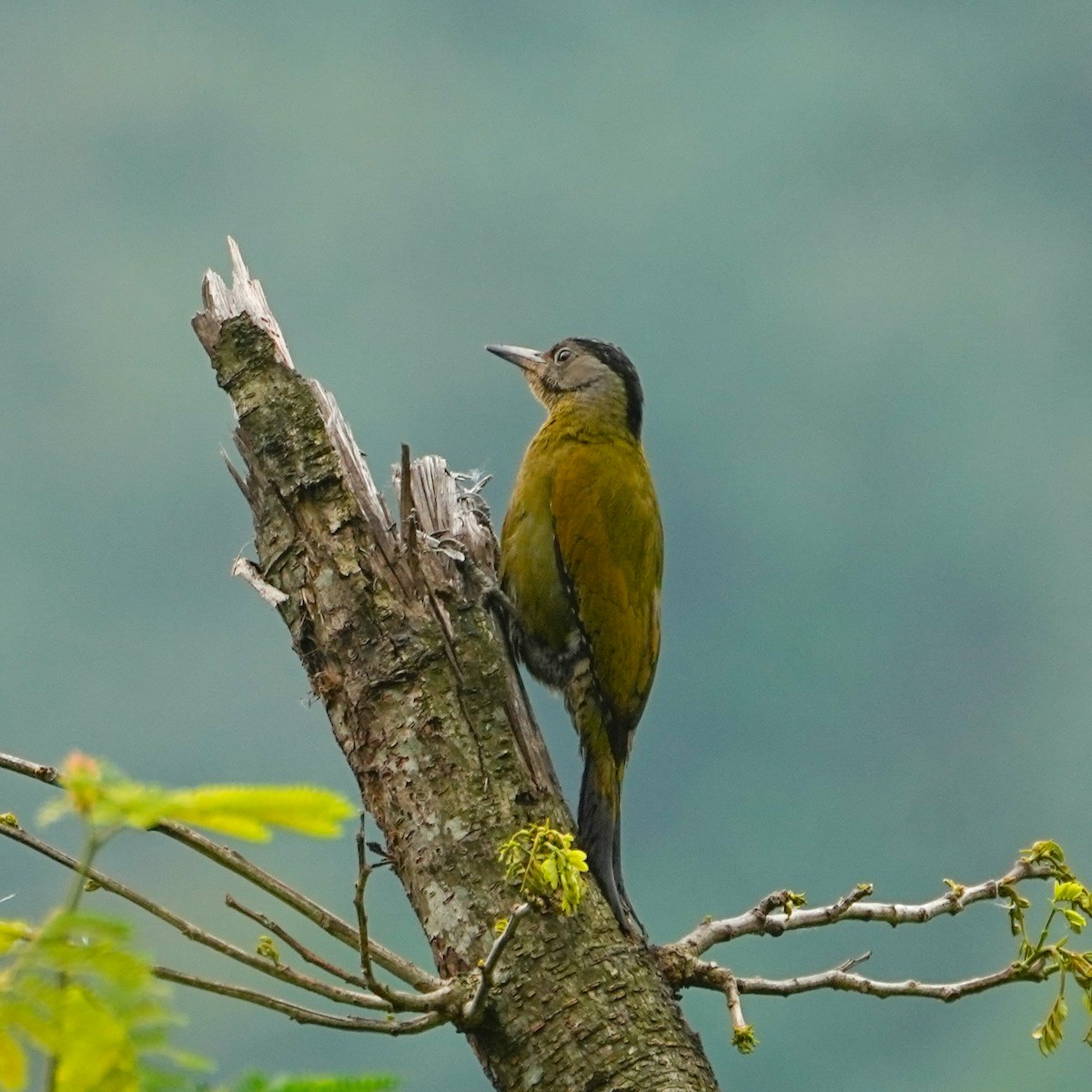 Gray-headed Woodpecker (Black-naped) - ML569806361