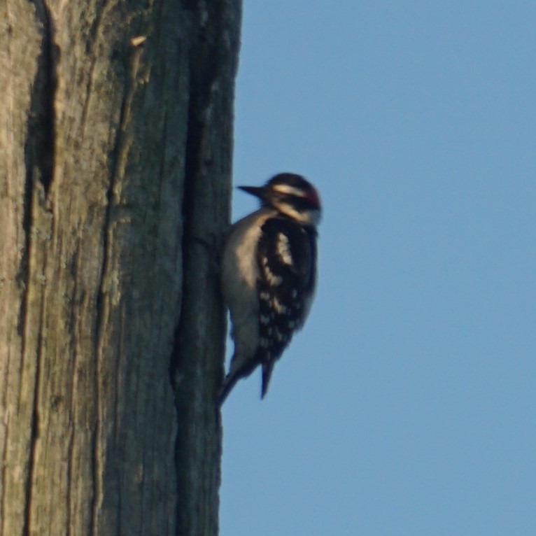 eBird Checklist 10 May 2023 Kendall Indian Hammocks Park 18 species