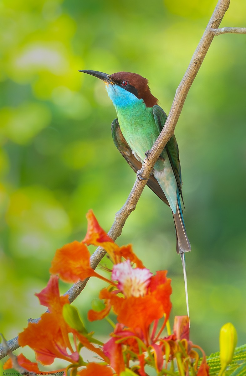 Blue-throated Bee-eater - Nattapong Banhomglin